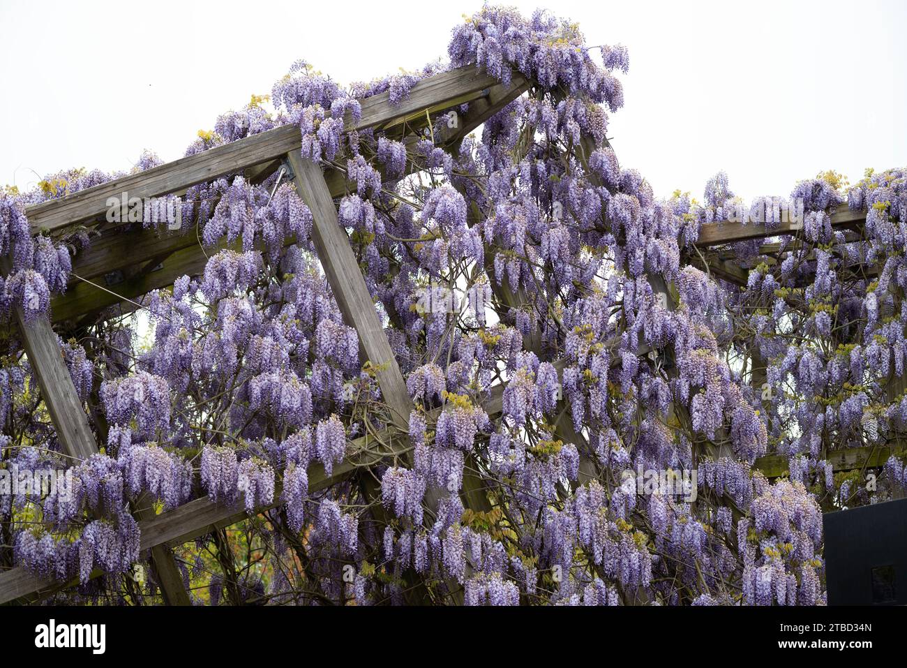 Wisteria villosa. Si chiama Wisteria chinensis Foto Stock