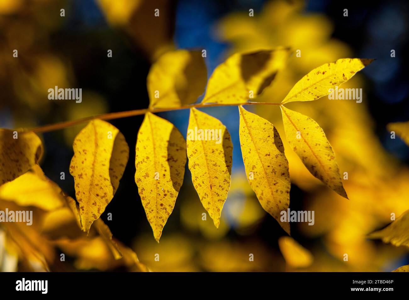 Colori autunnali a dicembre al Red Bud Isle Park di Austin, Texas Foto Stock