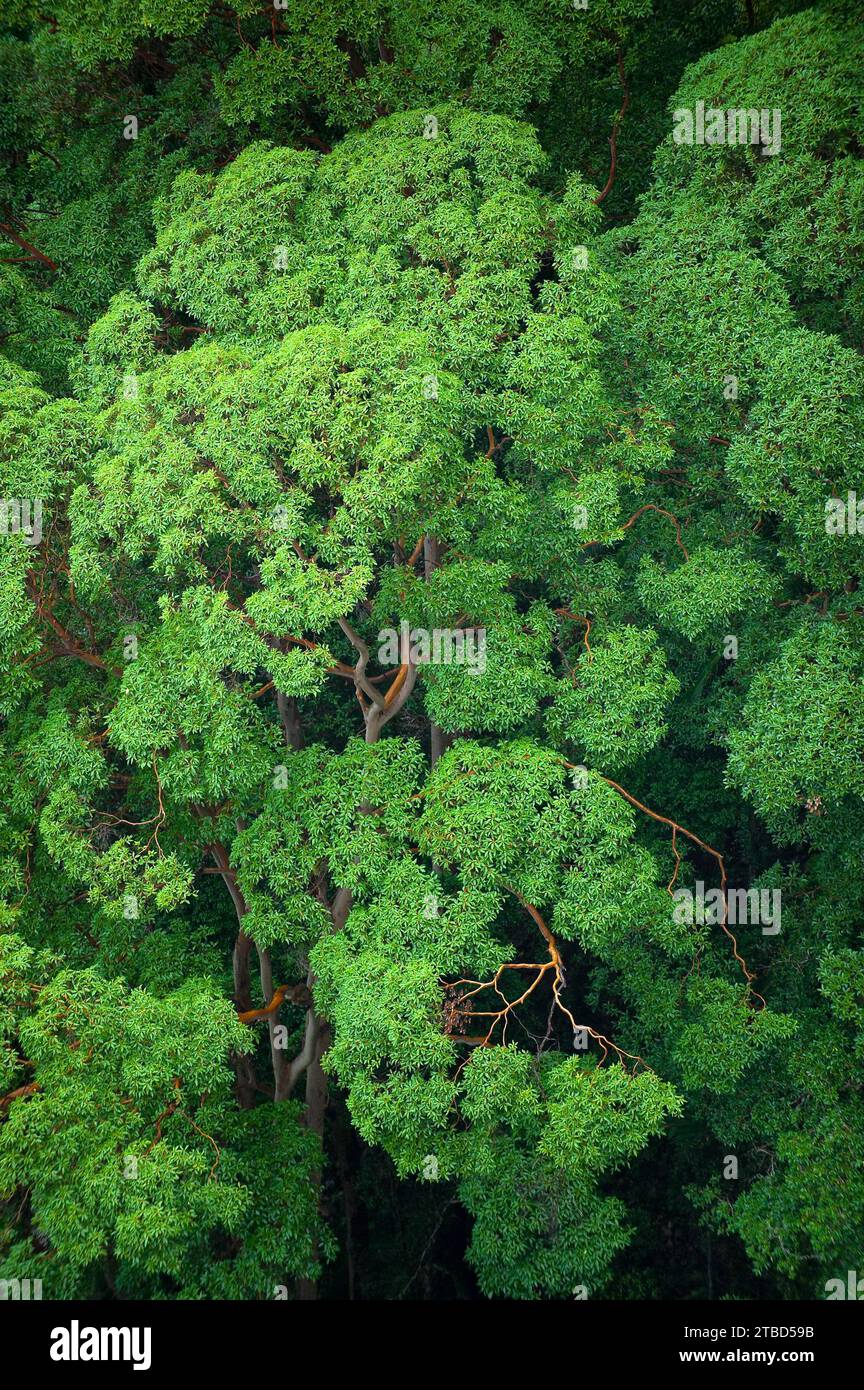 Alberi di eucalipto (Eycalyptus), alberi, tropici, piante, flora, giungla, natura, Nightcap National Park, Queensland, Australia Foto Stock