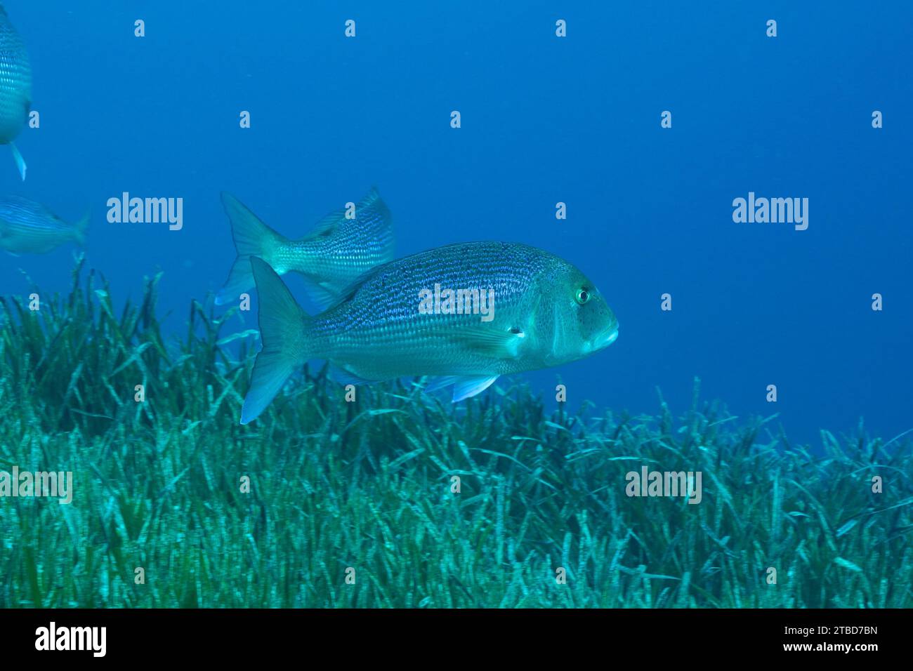 Dentex comune (Dentex dentex) sulle alghe marine nel Mediterraneo vicino a Hyeres. Sito di immersione Giens Peninsula, Cote dAzur, Francia Foto Stock