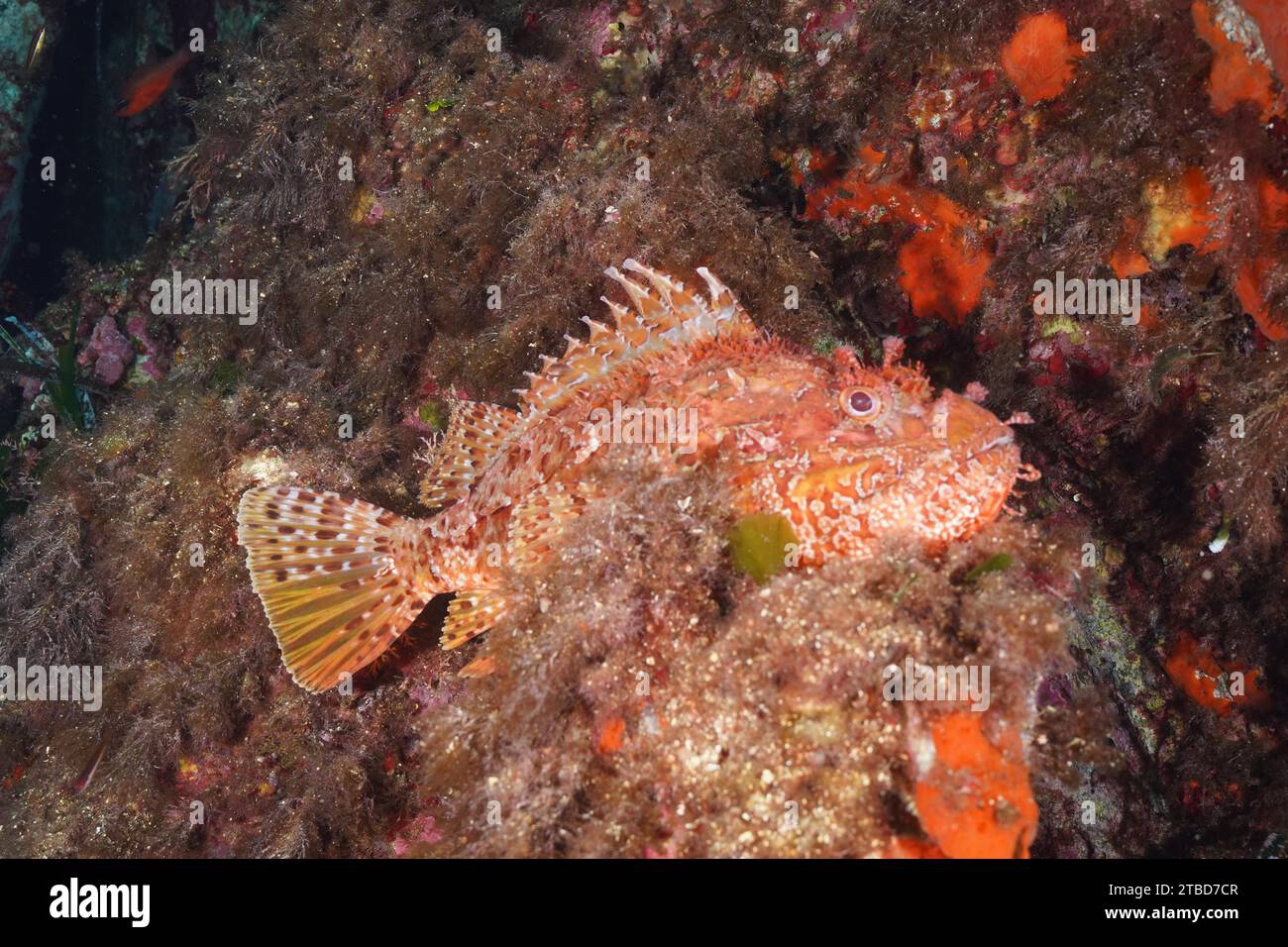Grandi scorpioni rossi (Scorpaena scrofa), scrofa marina, nel Mediterraneo vicino a Hyeres. Sito di immersione Giens Peninsula, Cote dAzur, Francia Foto Stock