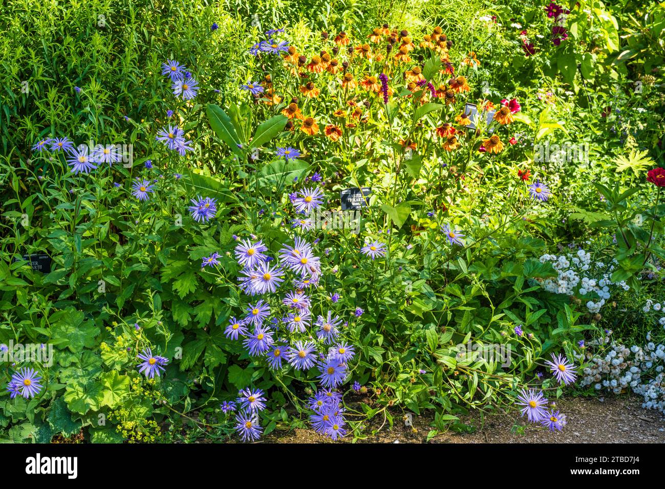 Fiori estivi nell'Oxford Botanic Garden, Università di Oxford, nel centro di Oxford, Oxfordshire, Inghilterra, Regno Unito Foto Stock