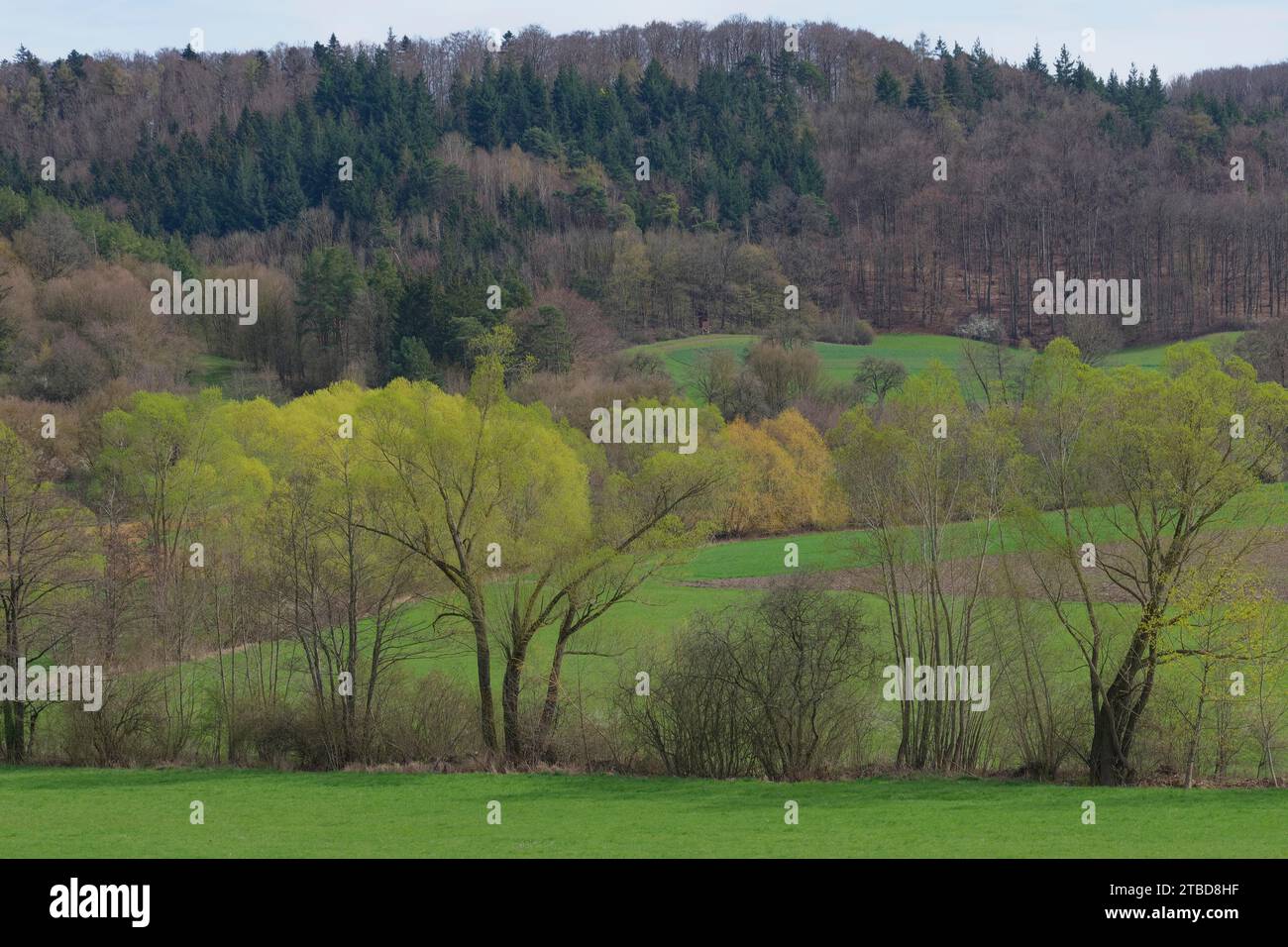 La primavera inizia ai piedi del Limpurger Berge, Einkornwald, Kohlenstrasse, Einkorn, Naturpark Schwaebisch-Fraenkischer Wald, Schwaebisch Hall Foto Stock