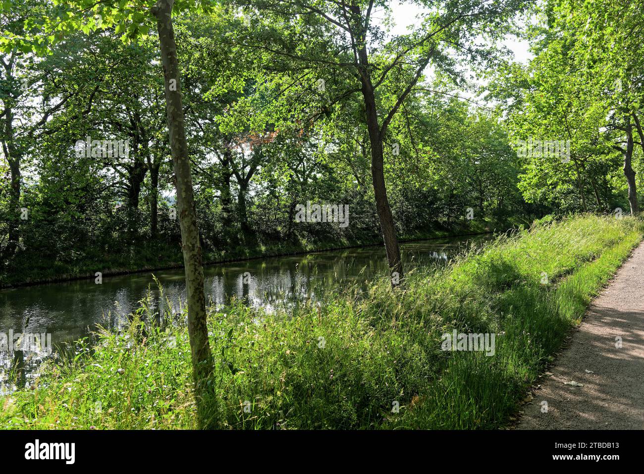 promenade le Long du Canal du Midi près d'Escalquens en Midi pyrennées: Passeggia lungo il Canal du Midi vicino a Escalquens nei Midi-Pirenei Foto Stock