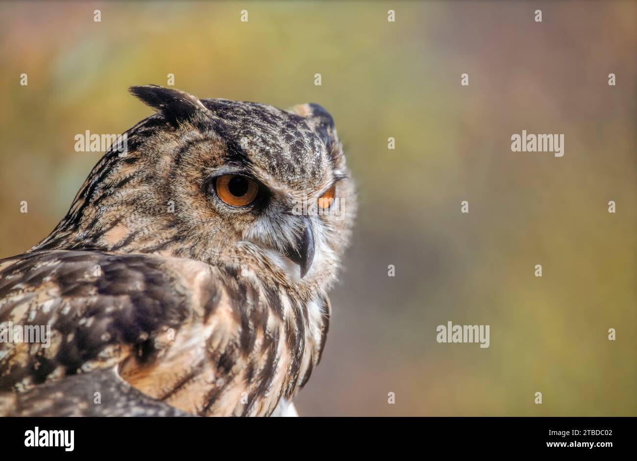 Gufo eurasiatico (Bubo bubo) nella macchia della Provenza. Tarascon, Arles, Montagnette, Bouches du Rhone, Costa Azzurra, Francia. Foto Stock