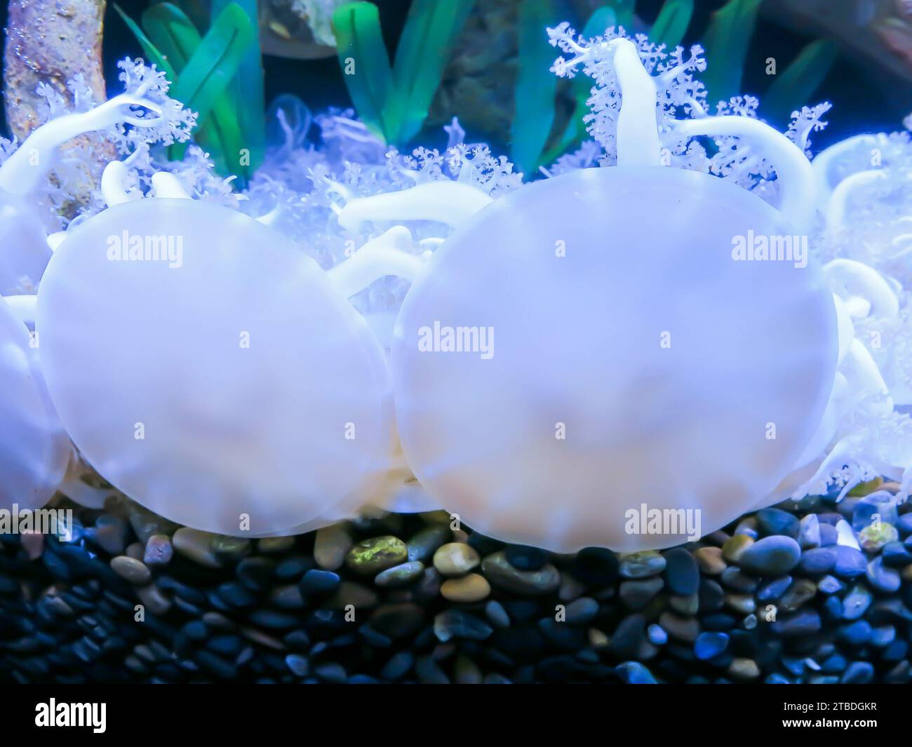 Testa in giù Jellyfish - primo piano Foto Stock