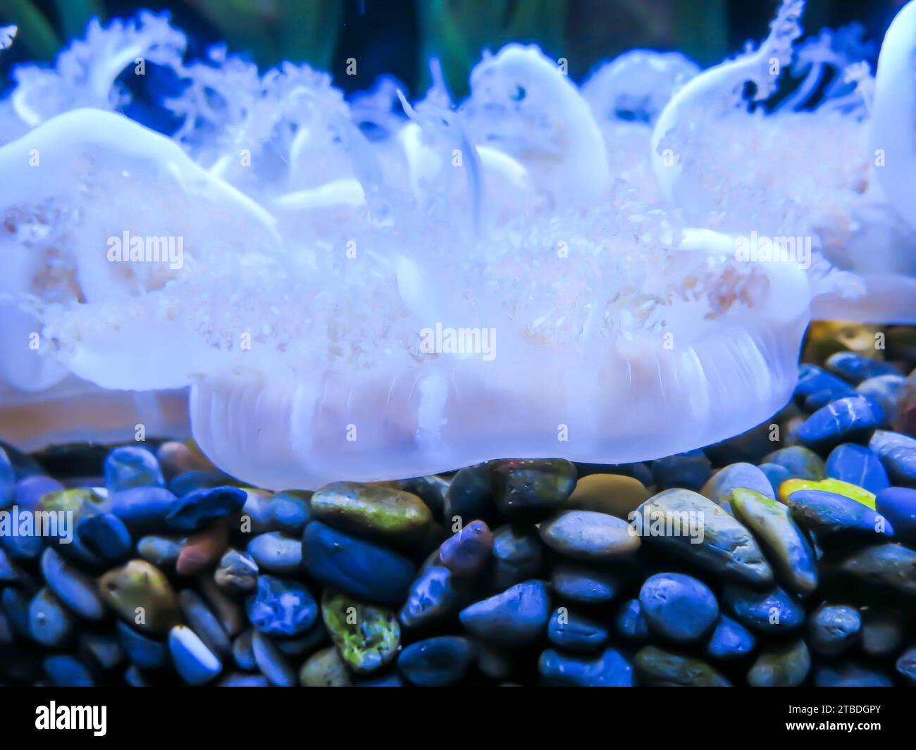 Testa in giù Jellyfish - primo piano Foto Stock