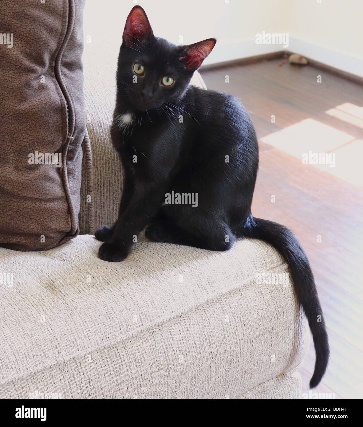 Gatto nero con spot bianco sul petto posa su divano beige e topo giocattolo sullo sfondo Foto Stock