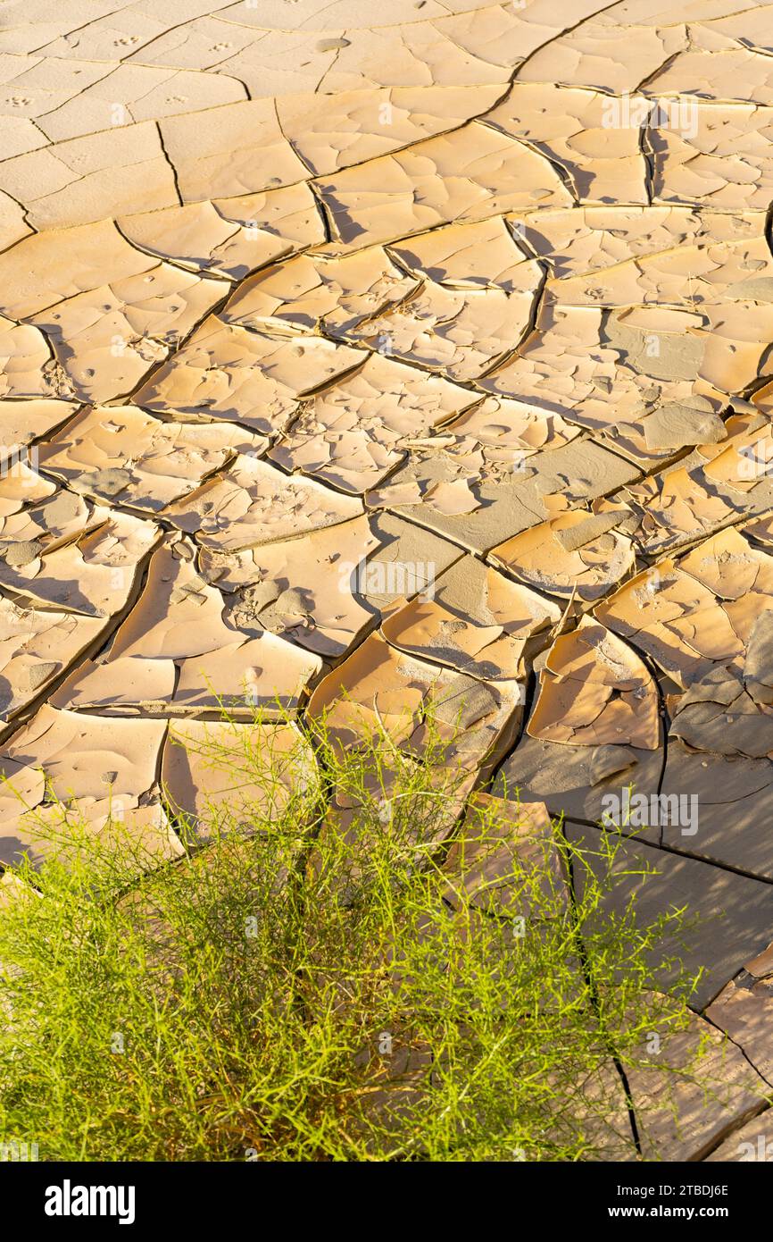 Mudcracks o fango incrinato nel deserto del mojave con un piccolo e vivace cespuglio verde che cresce accanto ad esso. Foto Stock