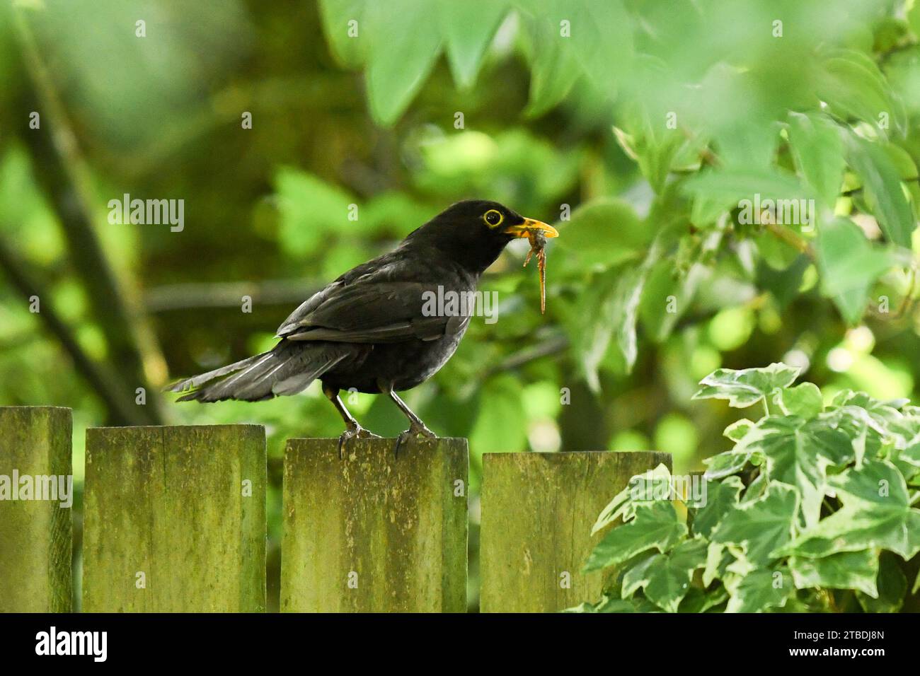 Blackbird con becco di noce durante il tempo secco 2018 - Scozia, Regno Unito Foto Stock