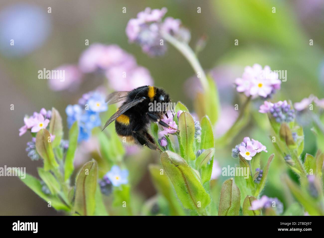 bumblebee on Forget me nots (Forget me Not) fiori di miosotide nel giardino britannico Foto Stock