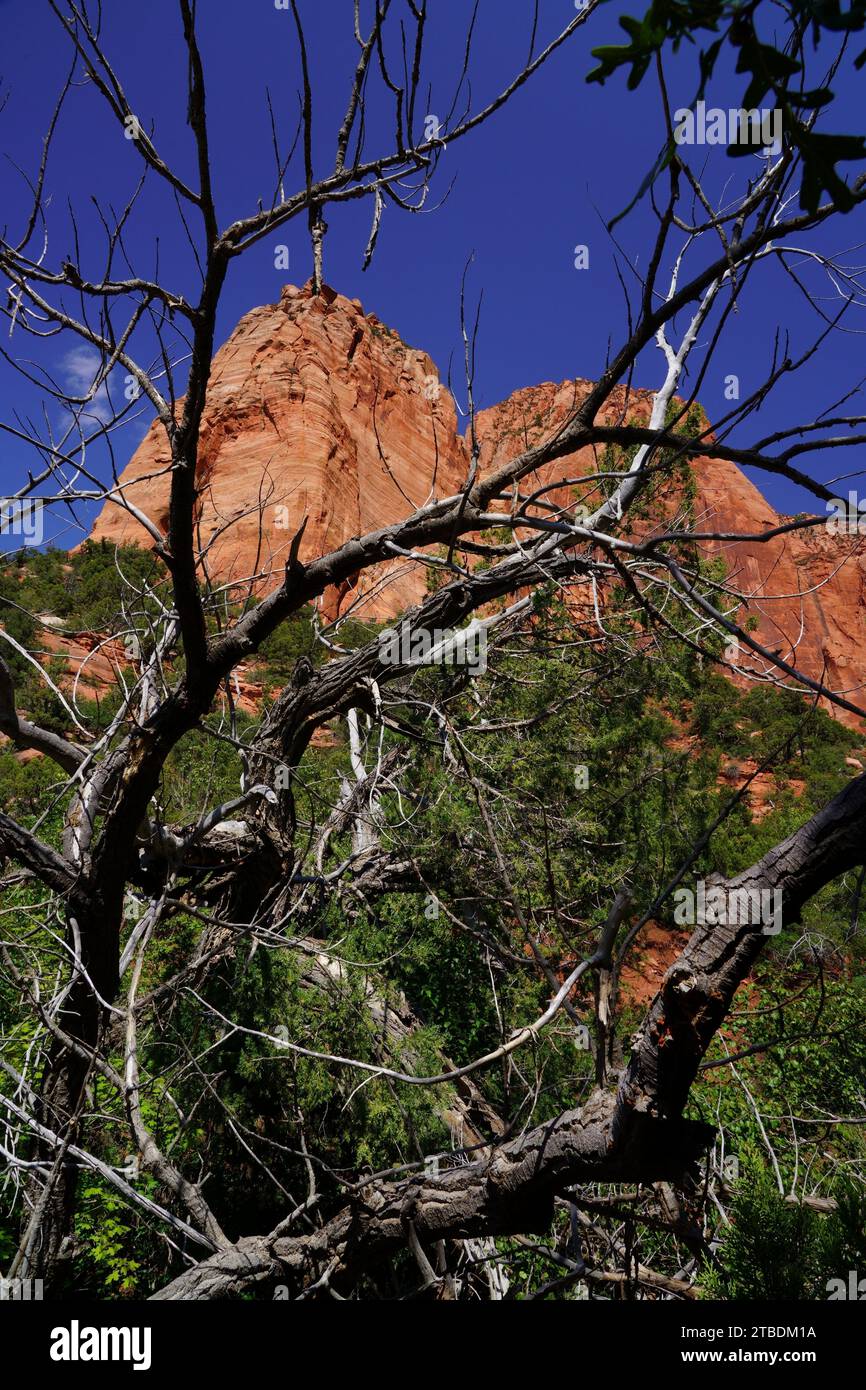 Parco nazionale di Zion (UT, Stati Uniti) Foto Stock