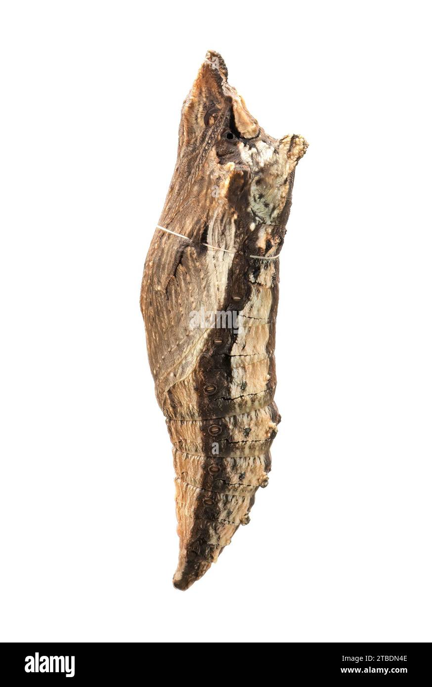 Macro di una tigre occidentale coda di rondine farfalla chrysalis (papilio rutulus) su sfondo bianco. Foto Stock