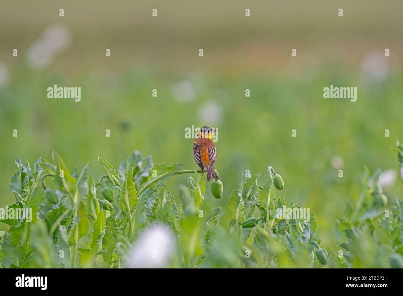 Bunting a testa nera (Emberiza melanocephala) su coni di papavero. Uccello maschile Foto Stock
