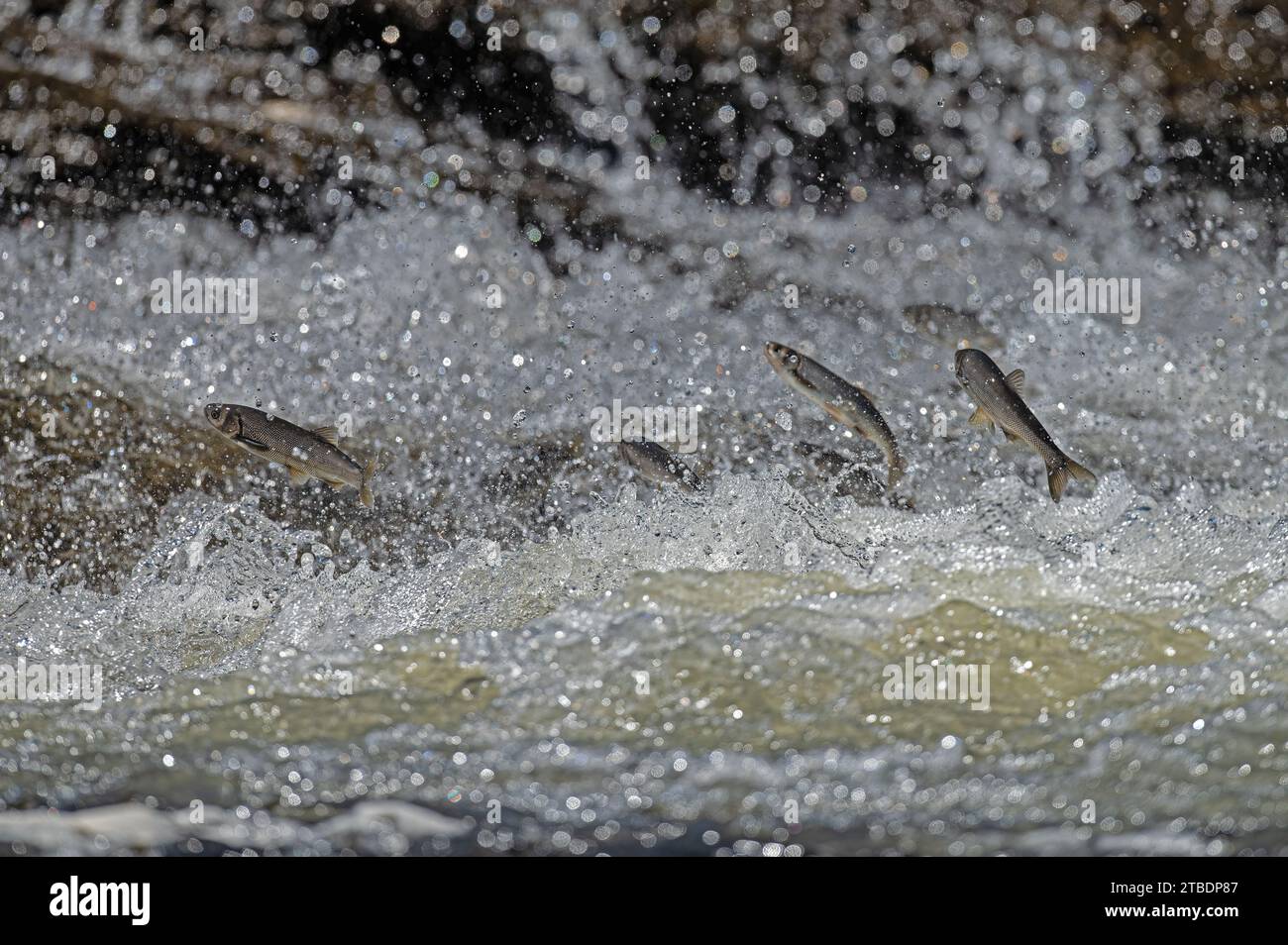 Specie di pesci endemiche che vivono nel lago Van in Turchia. Chalcalburnus tarichi, Cyprinidae. Un pesce che salta in acqua. Foto Stock