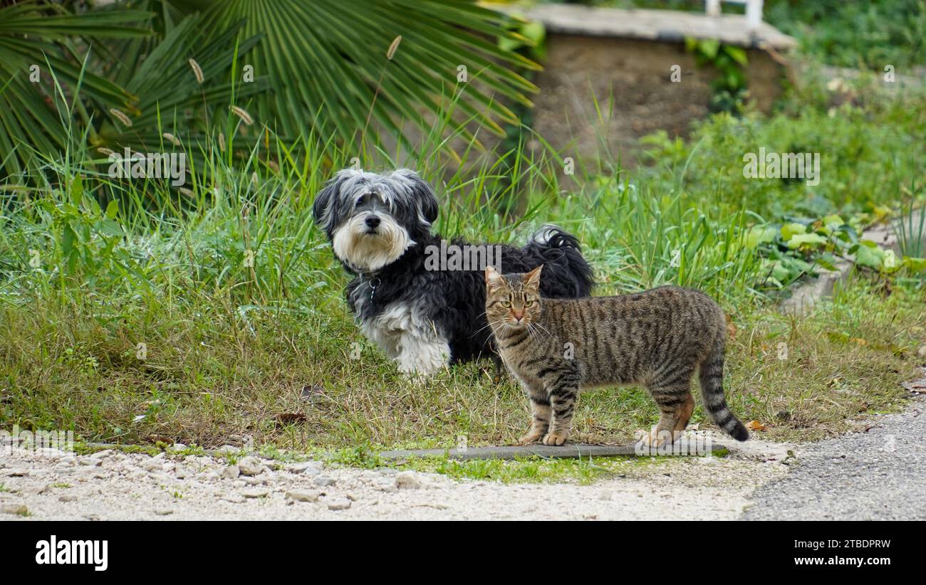 un cane domestico che cammina insieme a un gatto randagio per strada, concetto di amicizia Foto Stock