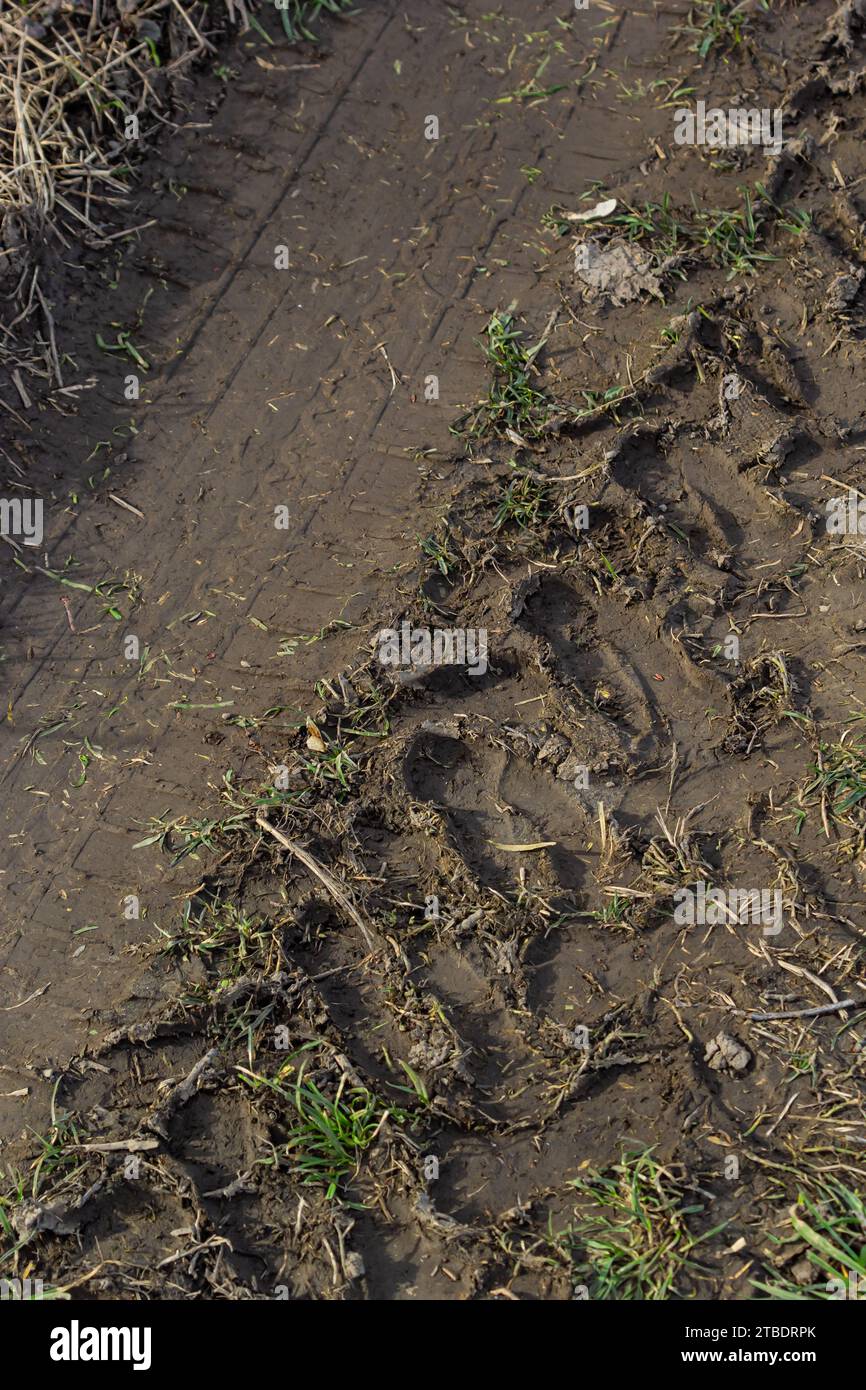 Tracce di un trattore nel fango in un prato bagnato. Foto Stock