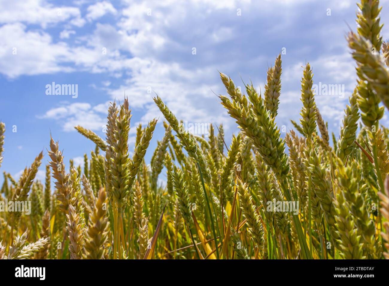 Prato di grano. Aeroporto Mipe Gold Barley Field in estate. Natura organica Yellow Rye pianta coltivando per raccogliere. Cibo mondiale con tramonto in terra di fattoria autunno Foto Stock