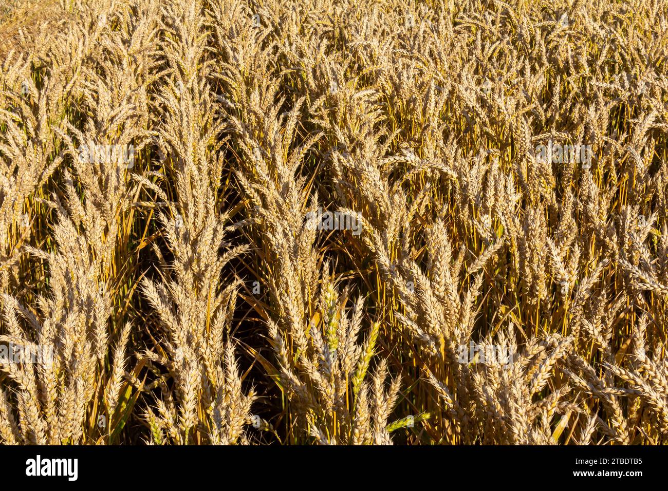 Prato di grano. Aeroporto Mipe Gold Barley Field in estate. Natura organica Yellow Rye pianta coltivando per raccogliere. Cibo mondiale con tramonto in terra di fattoria autunno Foto Stock