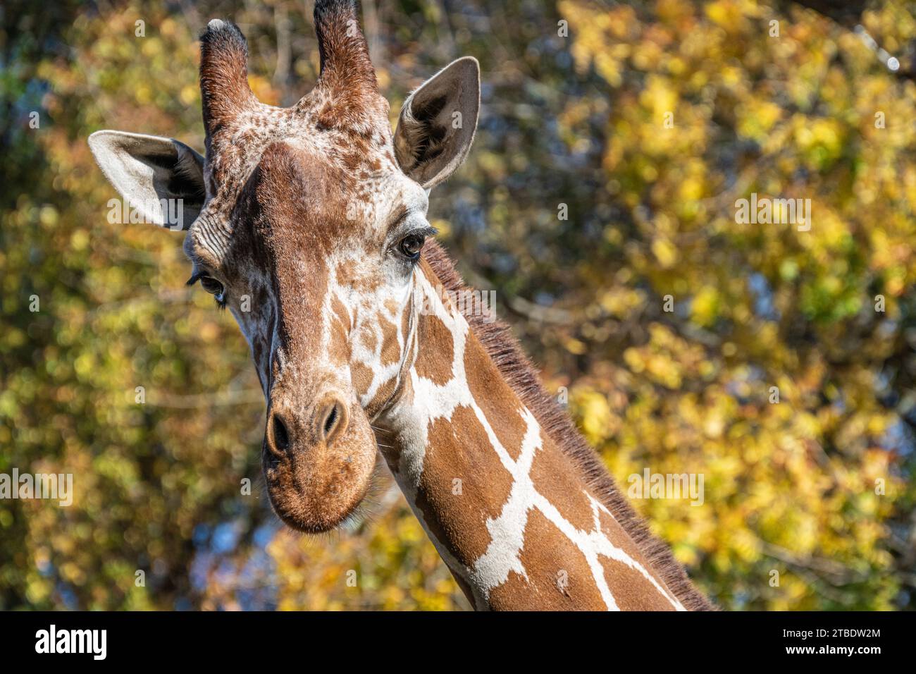 Giiraffa reticolata (Giraffa camelopardalis reticulata) contro il fogliame autunnale allo Zoo di Atlanta, Georgia. (USA) Foto Stock