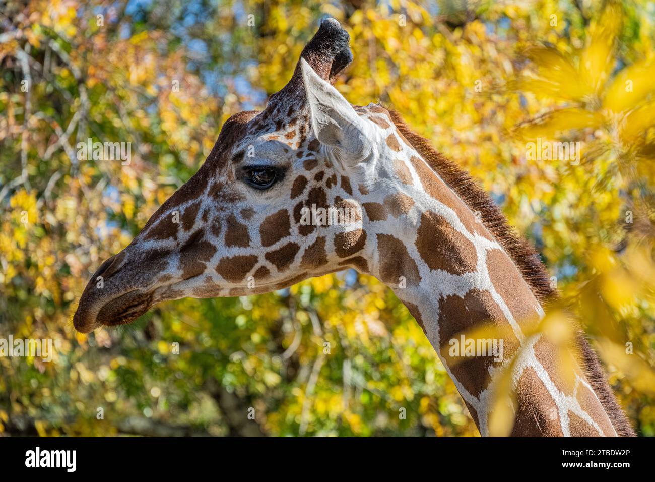 Giraffa reticolata (Giraffa camelopardalis reticulata) tra le foglie autunnali allo Zoo Atlanta di Atlanta, Georgia. (USA) Foto Stock