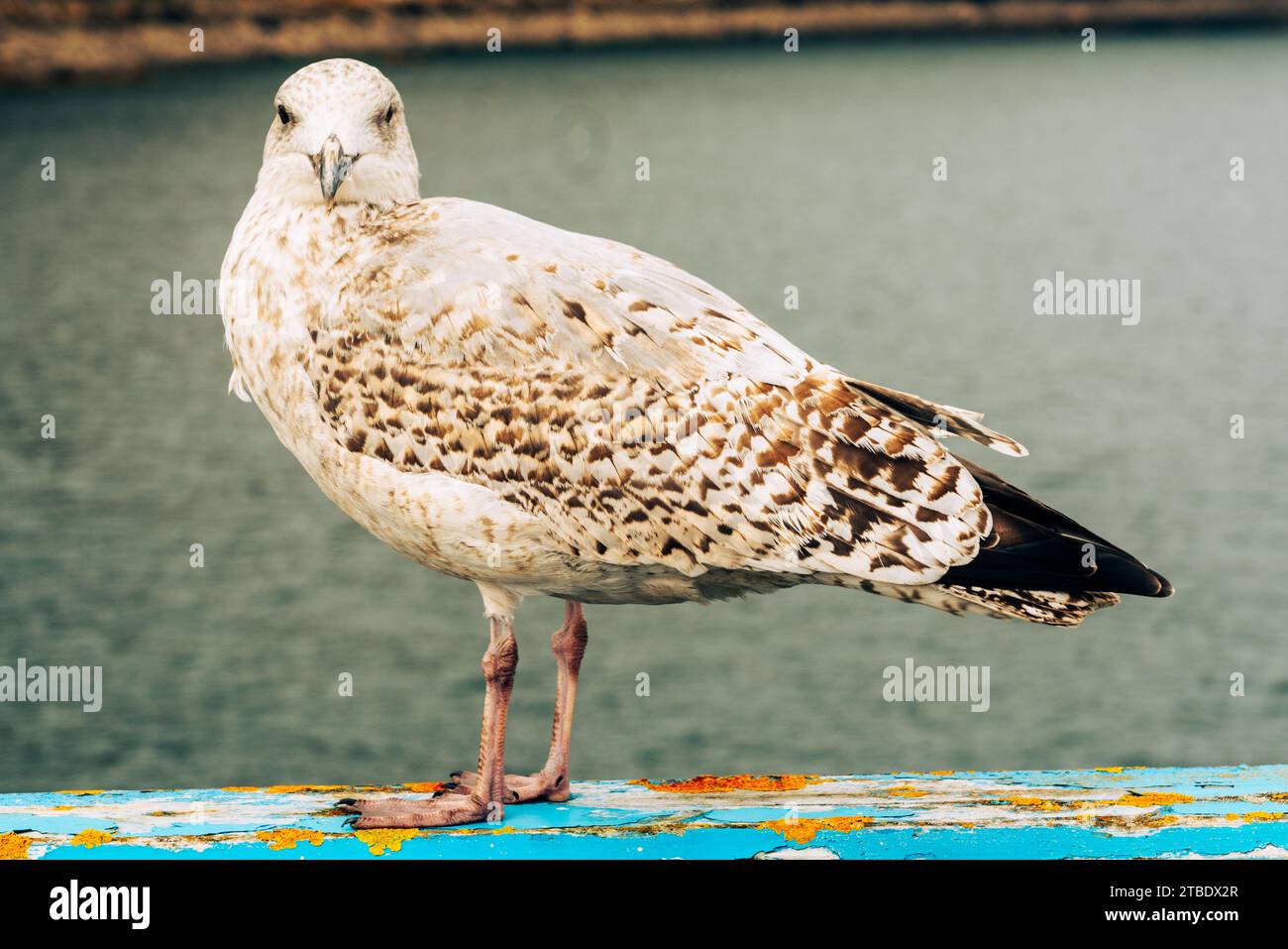 Le giovani aringhe Gull sono marroni maculati; gli uccelli del secondo anno sono marroni ma appaiono grigi sul retro. I terzi anni hanno più grigio sul retro e più bianco Foto Stock