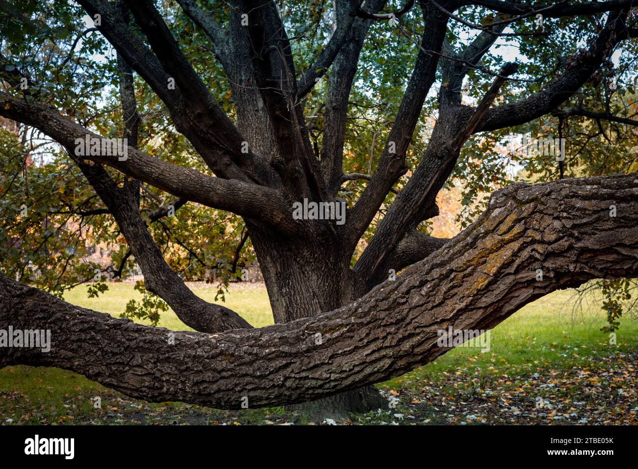 Primo piano di una vecchia quercia con fogliame autunnale. Foto Stock