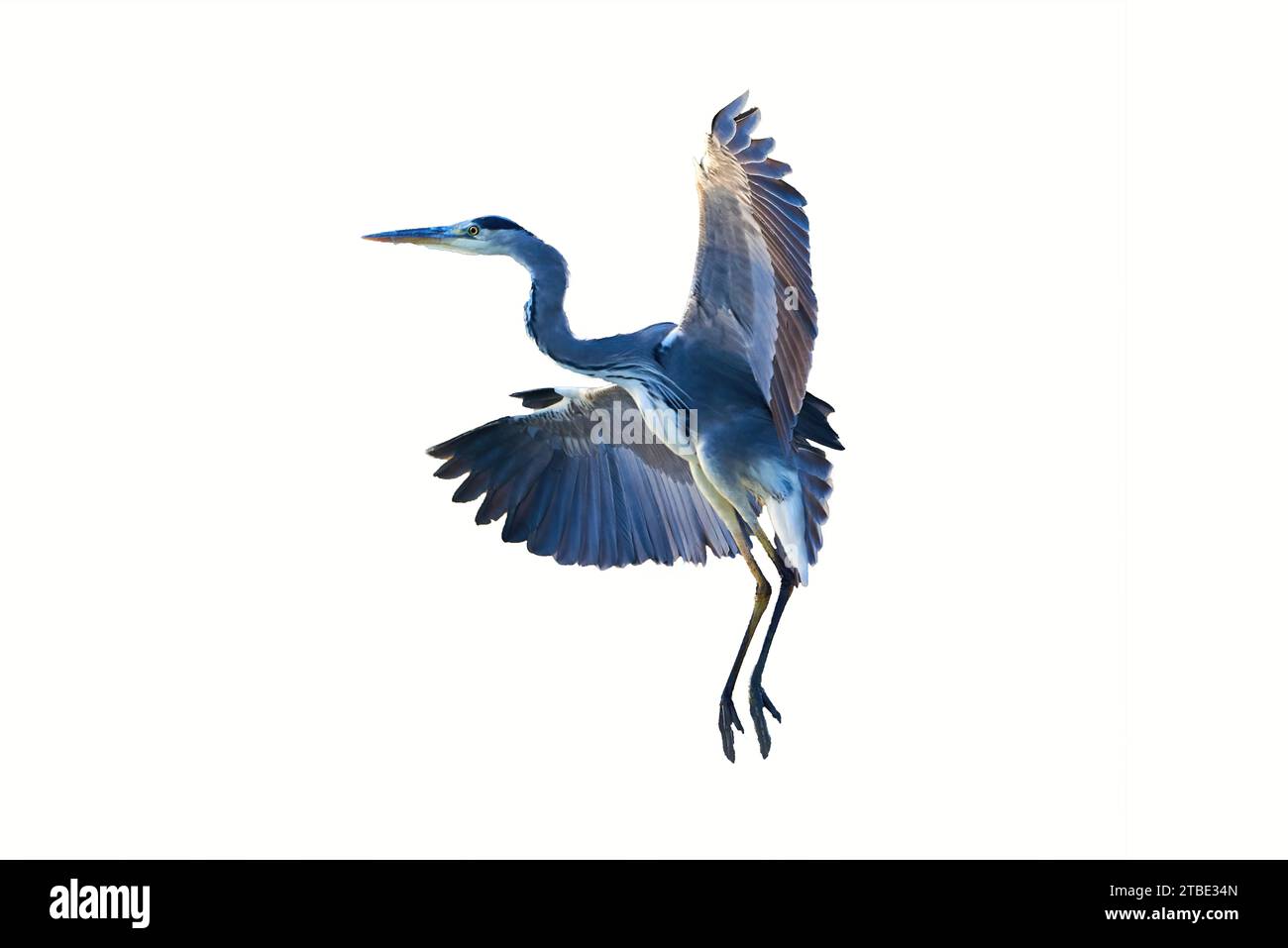 Airone grigio in volo isolato su sfondo bianco (Ardea cinerea) Foto Stock