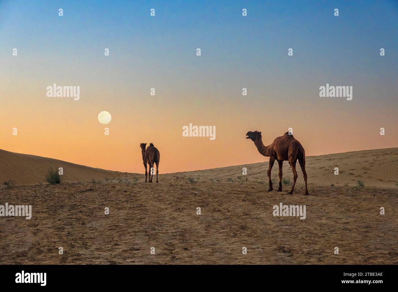 Due cammelli sulle dune del deserto con luna piena nel cielo, Rajasthan, India Foto Stock