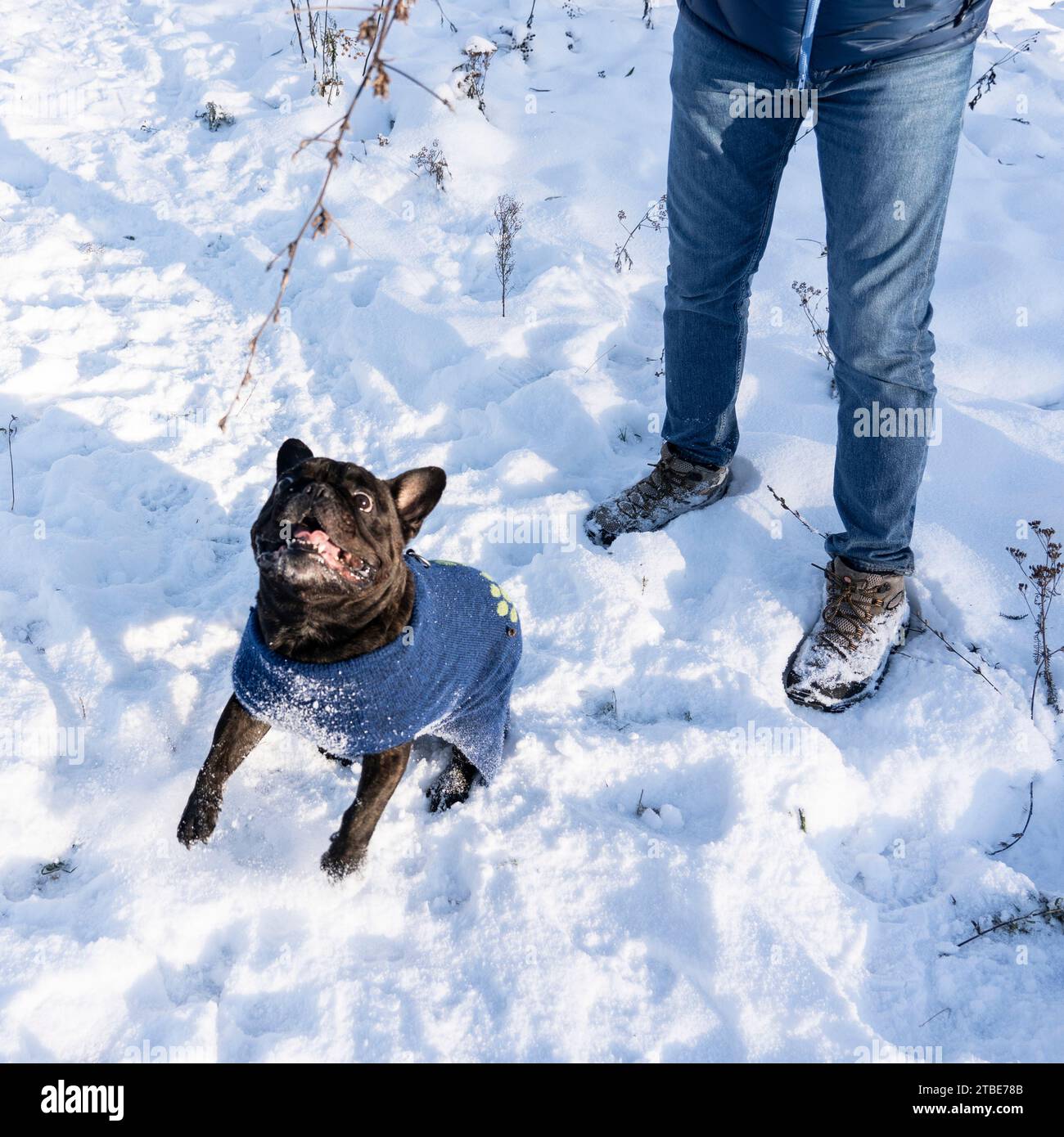 Zabawy na spacerze z psem, zimowe klimaty Foto Stock
