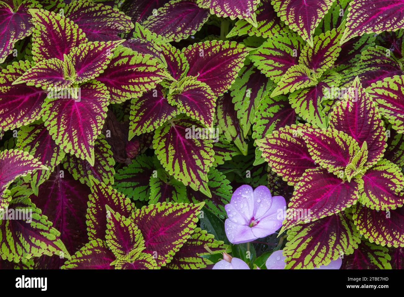 Mauve Petunia cresce attraverso il rosso cremisi e il verde Solenostemon - Coleus parte in estate. Foto Stock