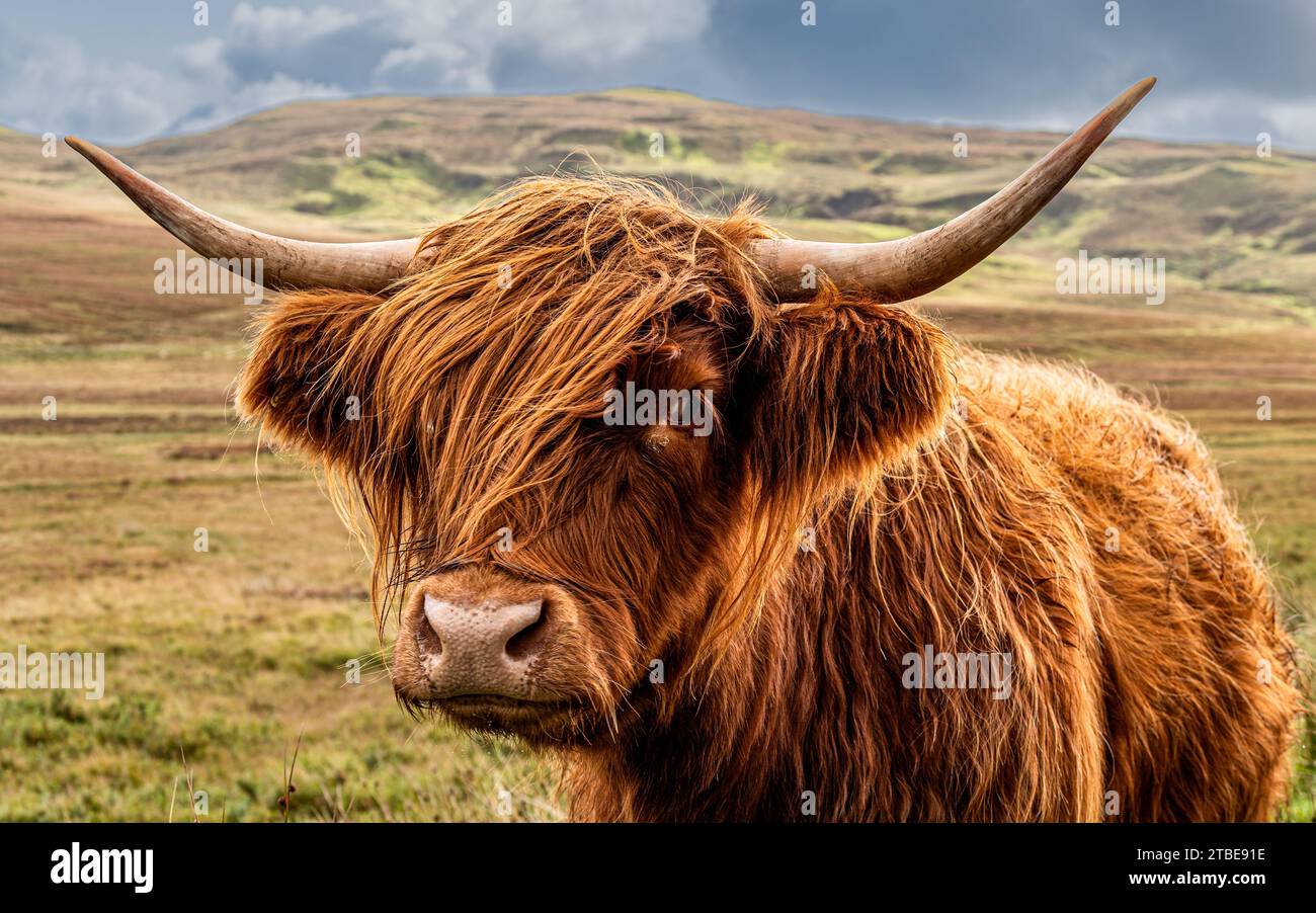 Mucca dell'altopiano Foto Stock