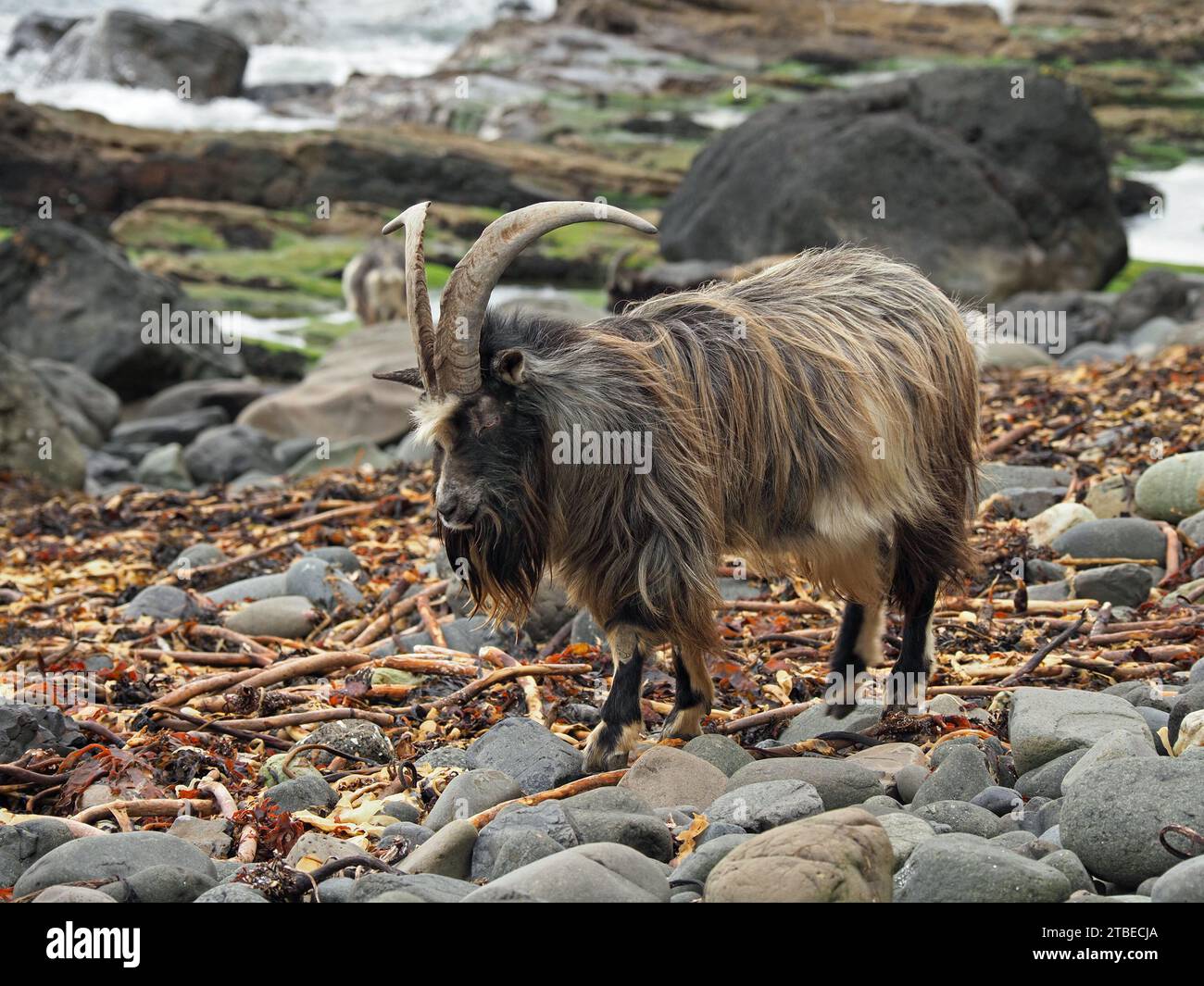 Capra selvatica marrone con barba ruvida e lunghe corna curve sulla costa rocciosa con alghe marine sul Ross of Mull, sull'isola di Mull, Scozia, Regno Unito Foto Stock