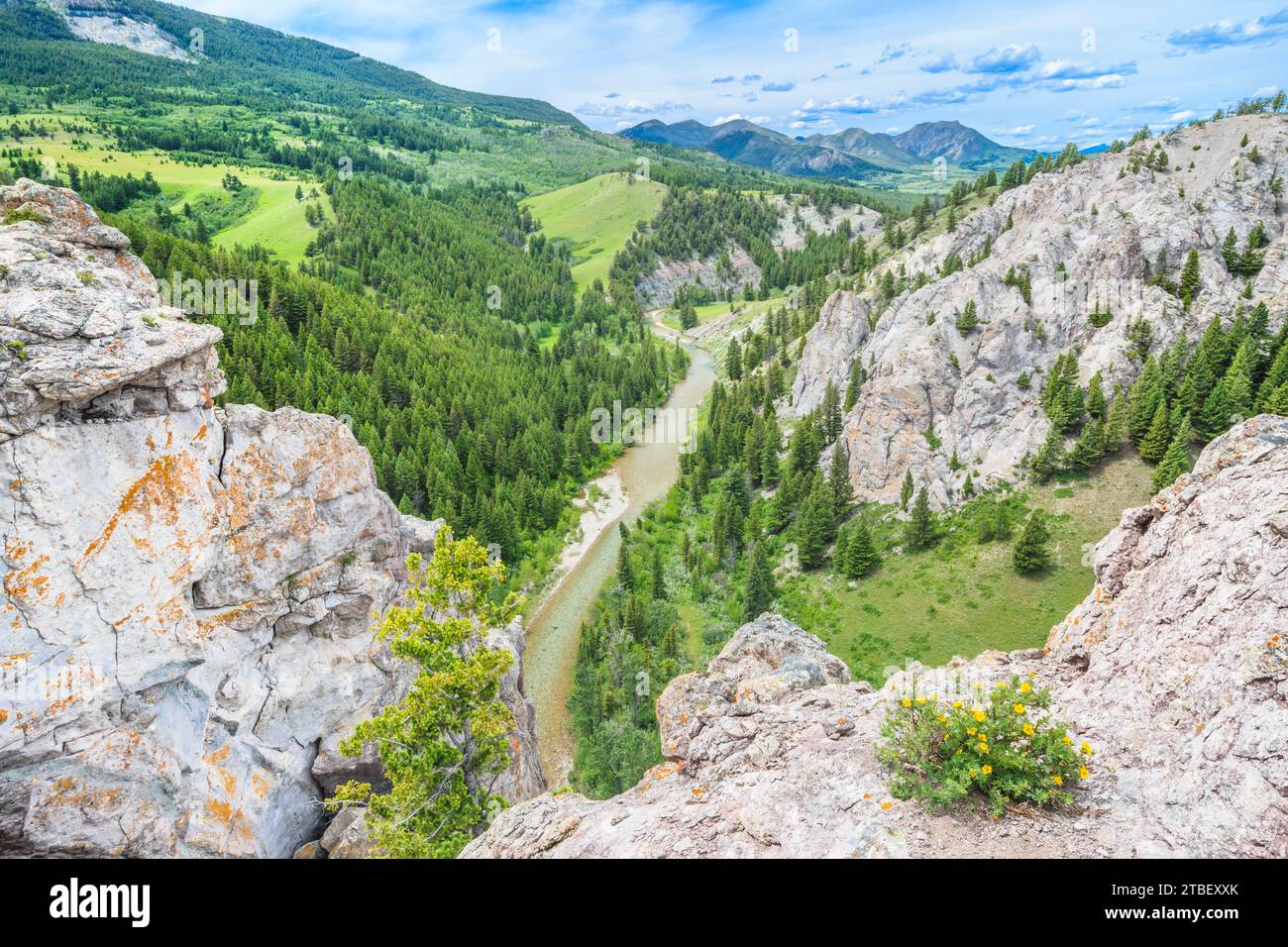 potentilla su una scogliera alta sopra il fiume dearborn lungo il fronte roccioso della montagna nei pressi di augusta, montana Foto Stock