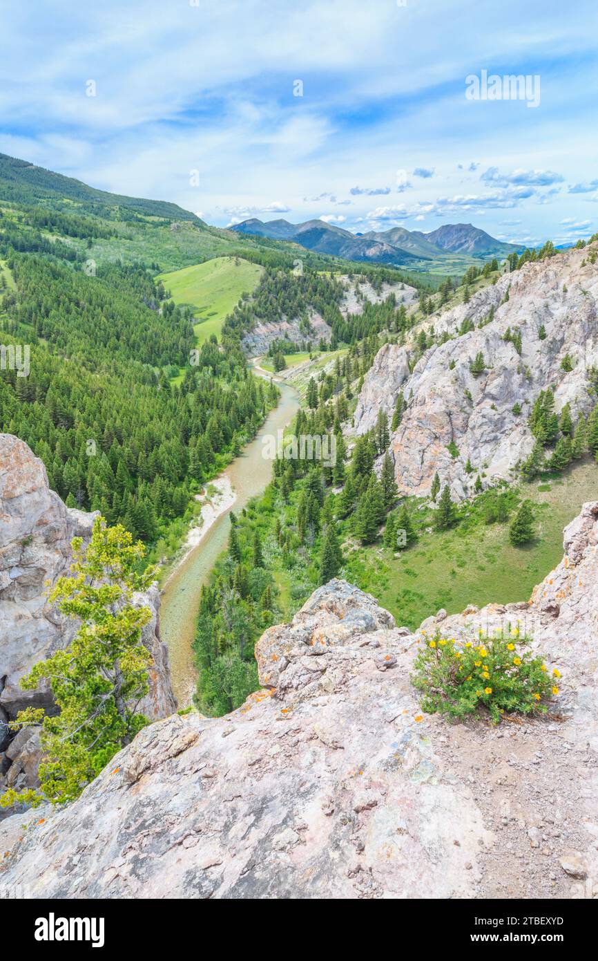 potentilla su una scogliera alta sopra il fiume dearborn lungo il fronte roccioso della montagna nei pressi di augusta, montana Foto Stock
