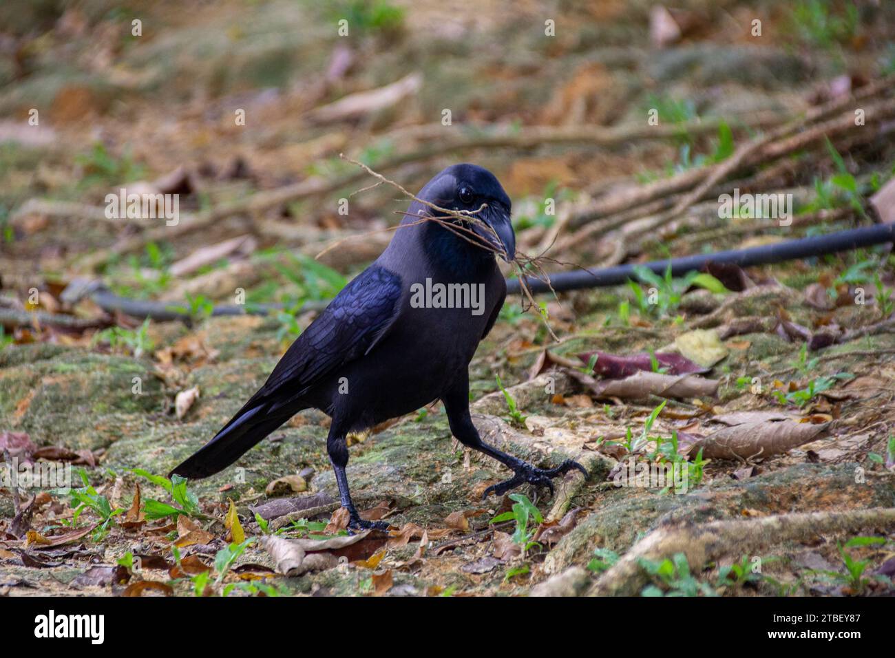 Un corvo nero (corvo nero) con un bastone di albero a Kuala Lumpur, Malesia Foto Stock