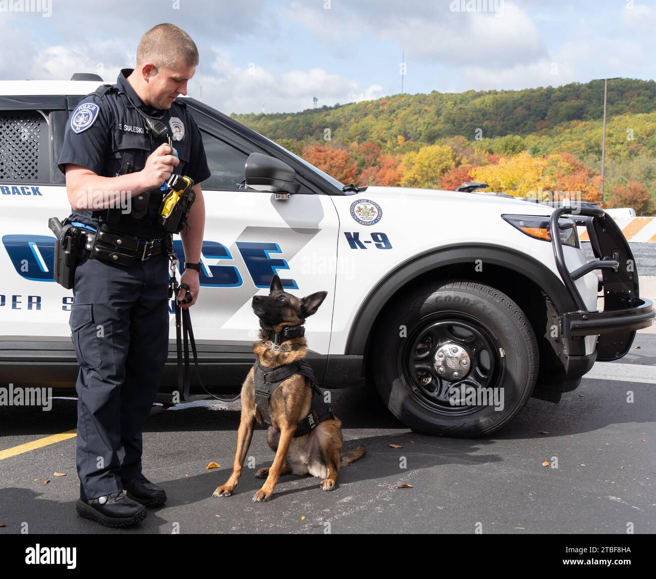 Il poliziotto dimostra di allenarsi con il belga Malinois in occasione di una giornata di cani a Lehigh Valley, Pennsylvania Foto Stock