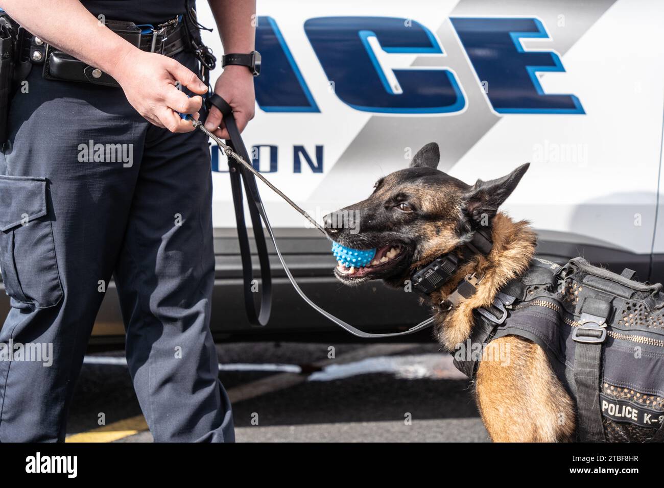 Il poliziotto dimostra l'addestramento di un cane della polizia belga Malinois nei giorni di cane anche a Lehigh Valley, Pennsylvania Foto Stock