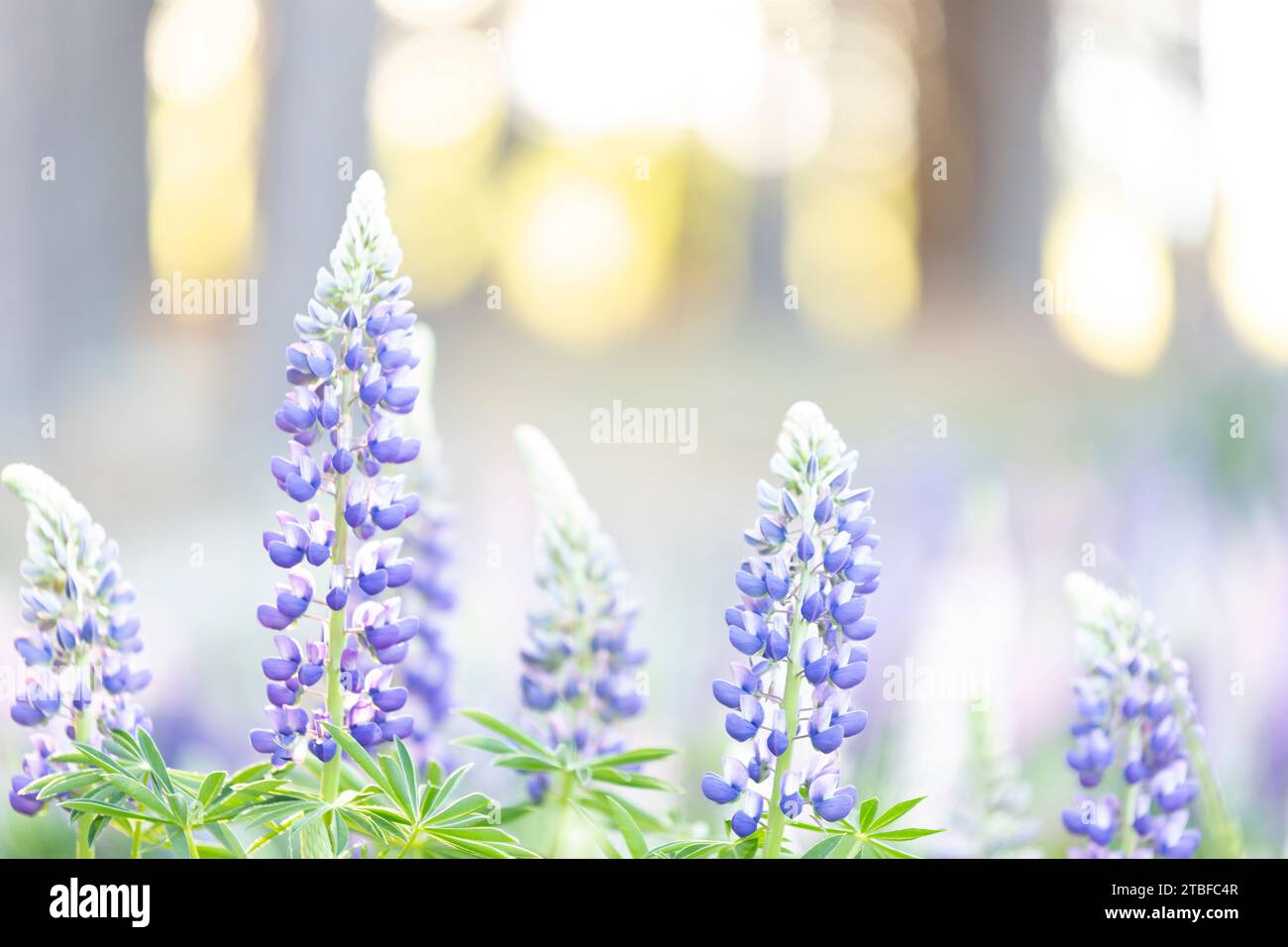 Lupini in nuova Zelanda Foto Stock