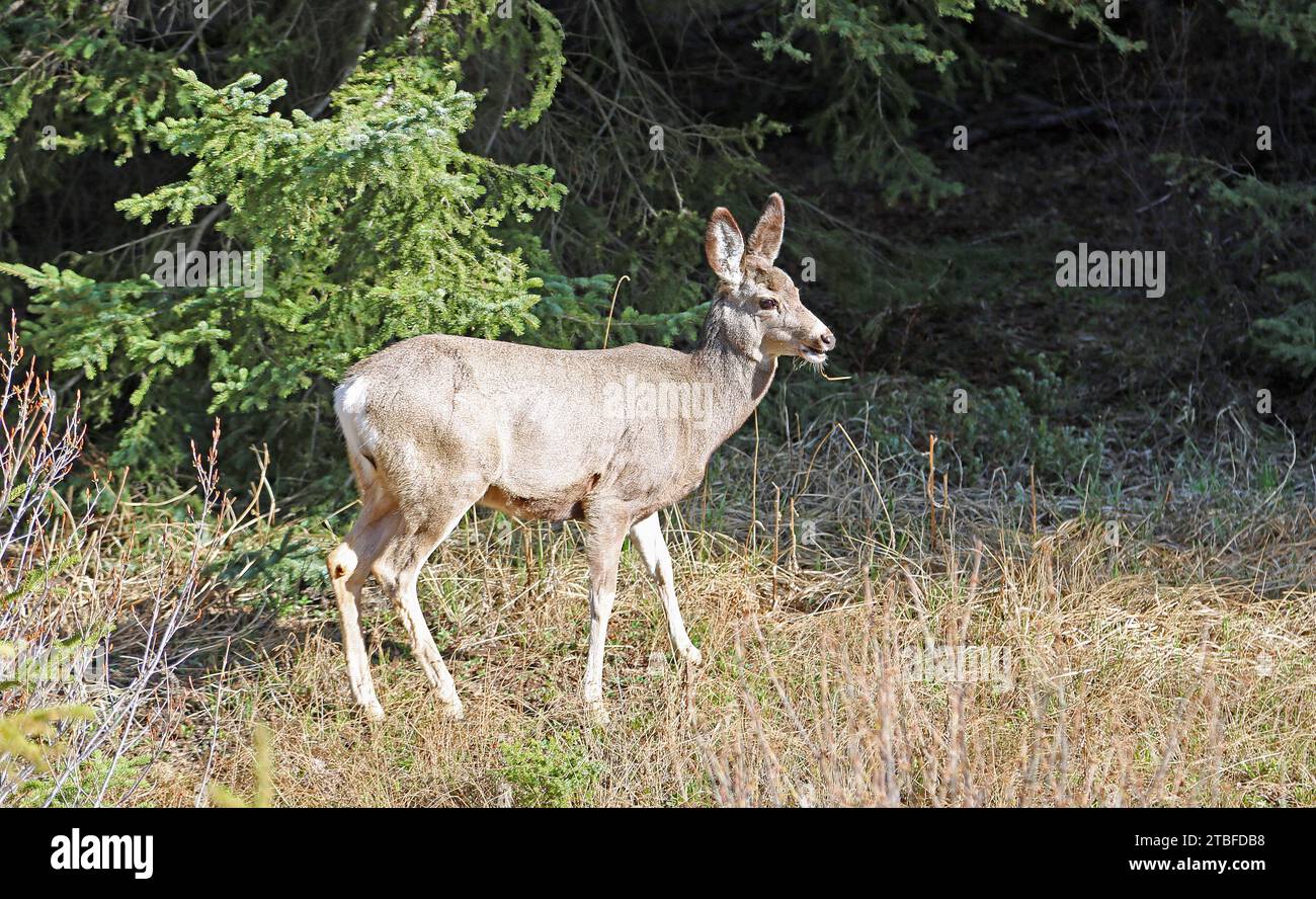Cervo femminile, Canada Foto Stock