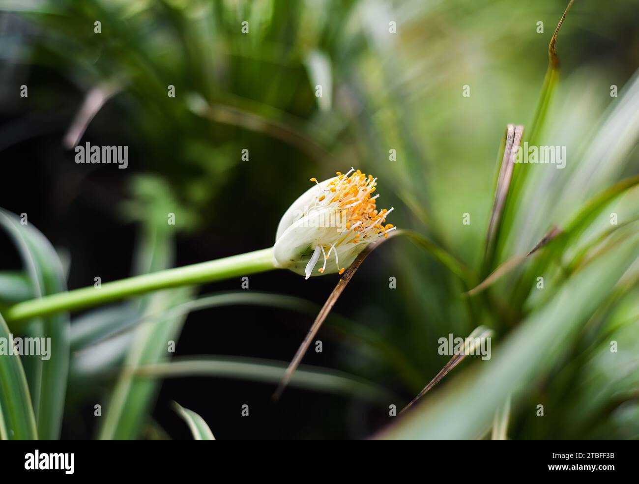 Fiore di Chlorophytum comosum, di solito chiamato pianta di ragno o pianta comune di ragno da vicino Foto Stock