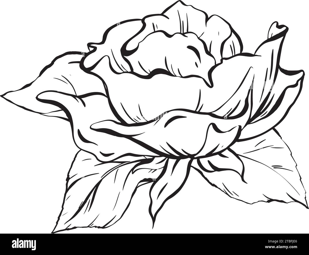 Inchiostro: Composizione raffinata e minimalista con fiori di rosa e foglie. Un fiore fresco e aperto, un elegante ornamento per le celebrazioni. Disegnato a mano Illustrazione Vettoriale