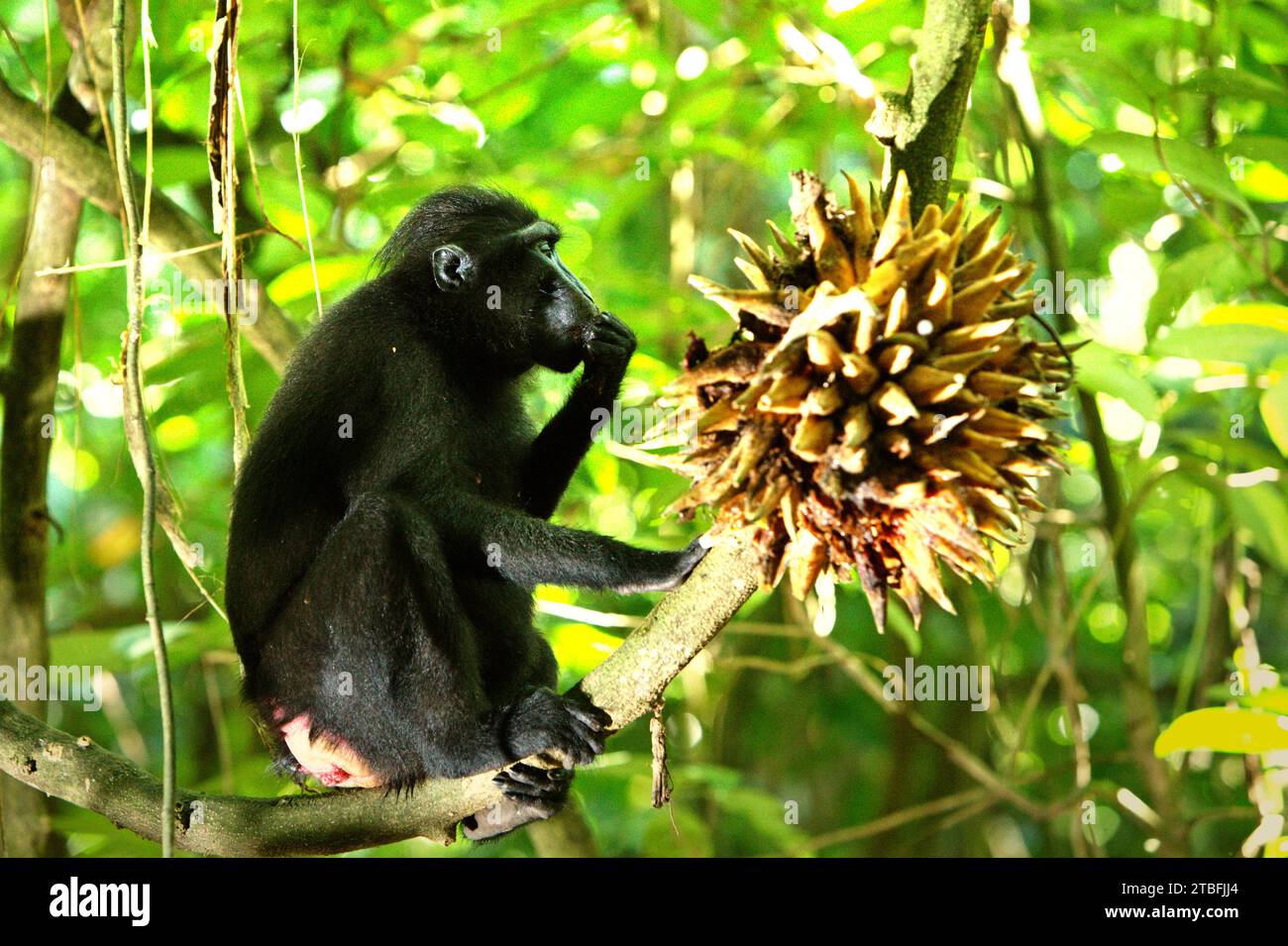 Un macaco crestato (Macaca nigra) mangia dietro un mucchio di frutta, giacché è seduto su una vite liana nella foresta di Tangkoko, Sulawesi settentrionale, Indonesia. Gli impatti del cambiamento climatico, che sono fattori significativi per i microclimi delle foreste, stanno influenzando le capacità di sopravvivenza delle specie animali. Un rapporto di un team di scienziati guidati da Marine Joly, relativo al macaco crestato, ha rivelato che la temperatura sta aumentando nella foresta di Tangkoko e l'abbondanza complessiva di frutta è diminuita. "Tra il 2012 e il 2020, le temperature sono aumentate fino a 0,2 gradi Celsius all'anno nella foresta, e il frutto complessivo... Foto Stock