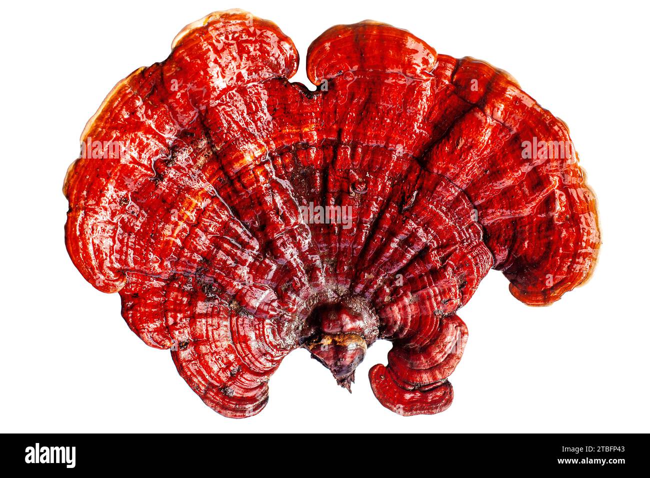 Fungo reishi rosso su sfondo bianco primo piano isolato, fungo Lingzhi, Ganoderma lucidum, fungo laccato, fungo medicinale Foto Stock