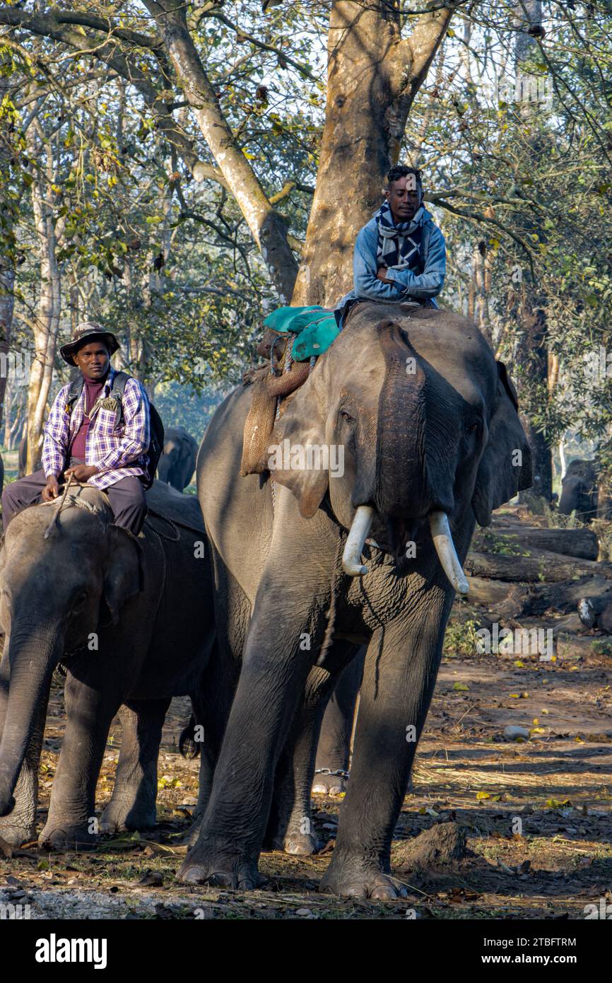 Elefante Asiatico (Elephas maximus), con il mahout, fu messo in missione per trovare un elefante fuggito in una fredda mattina di dicembre al Parco Nazionale di Chitwan. Foto Stock
