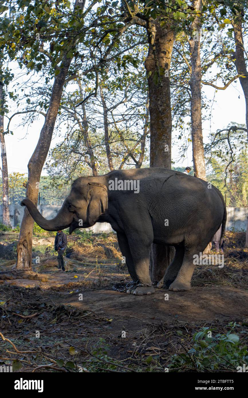Un elefante asiatico femminile (Elephas maximus) al Parco Nazionale di Chitwan, Nepal. Foto Stock
