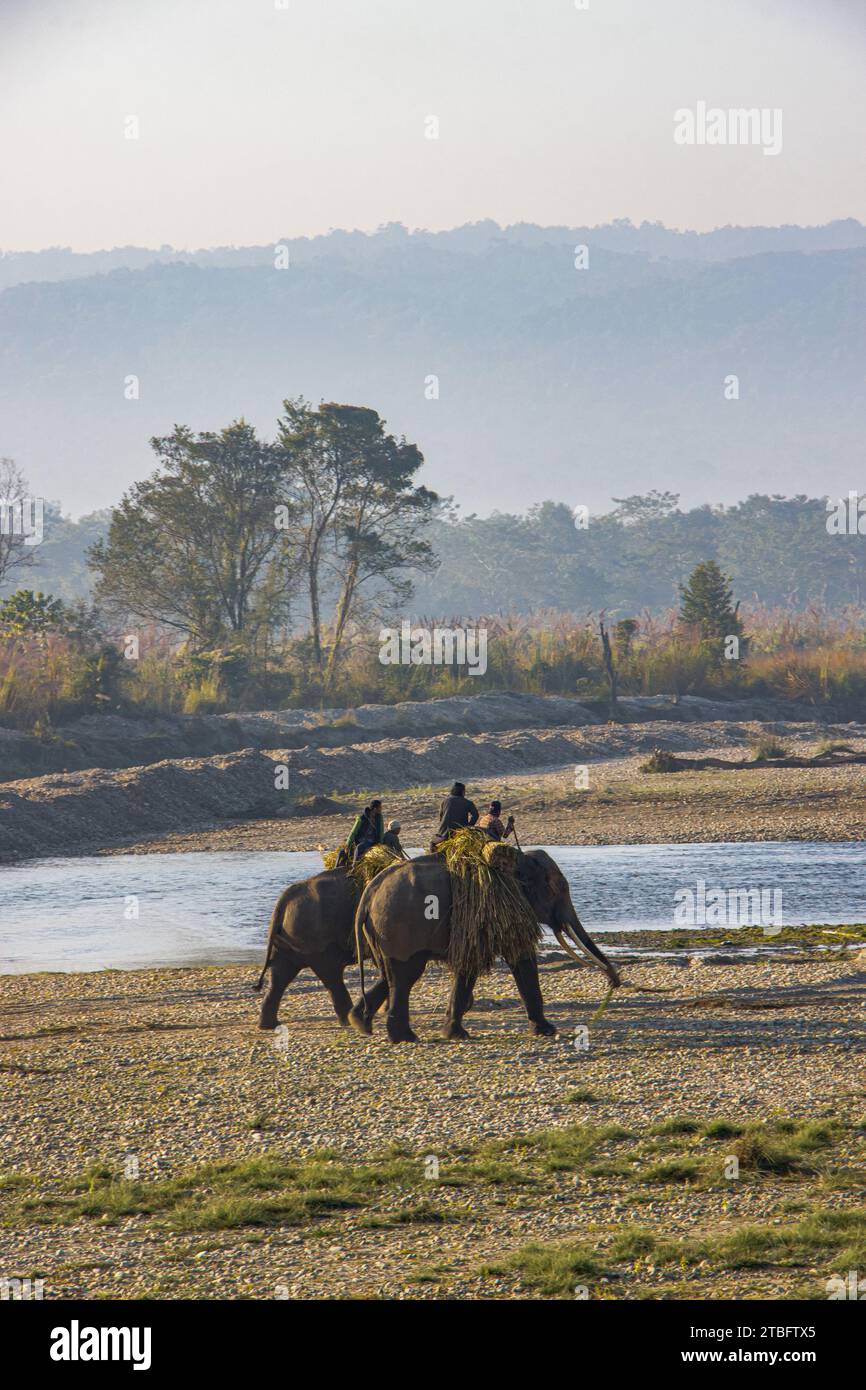 Elefante Asiatico (Elephas maximus), con mahout che porta erba per foraggio dal fiume Rapti al Parco Nazionale di Chitwan, Nepal. Foto Stock