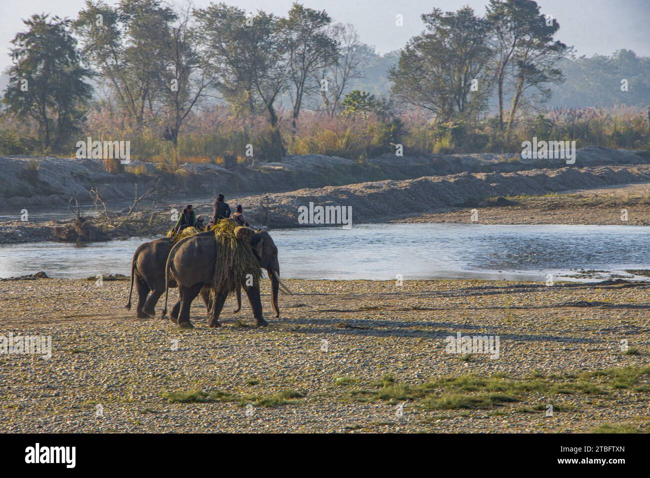 Elefante Asiatico (Elephas maximus), con mahout che porta erba per foraggio dal fiume Rapti al Parco Nazionale di Chitwan, Nepal. Foto Stock