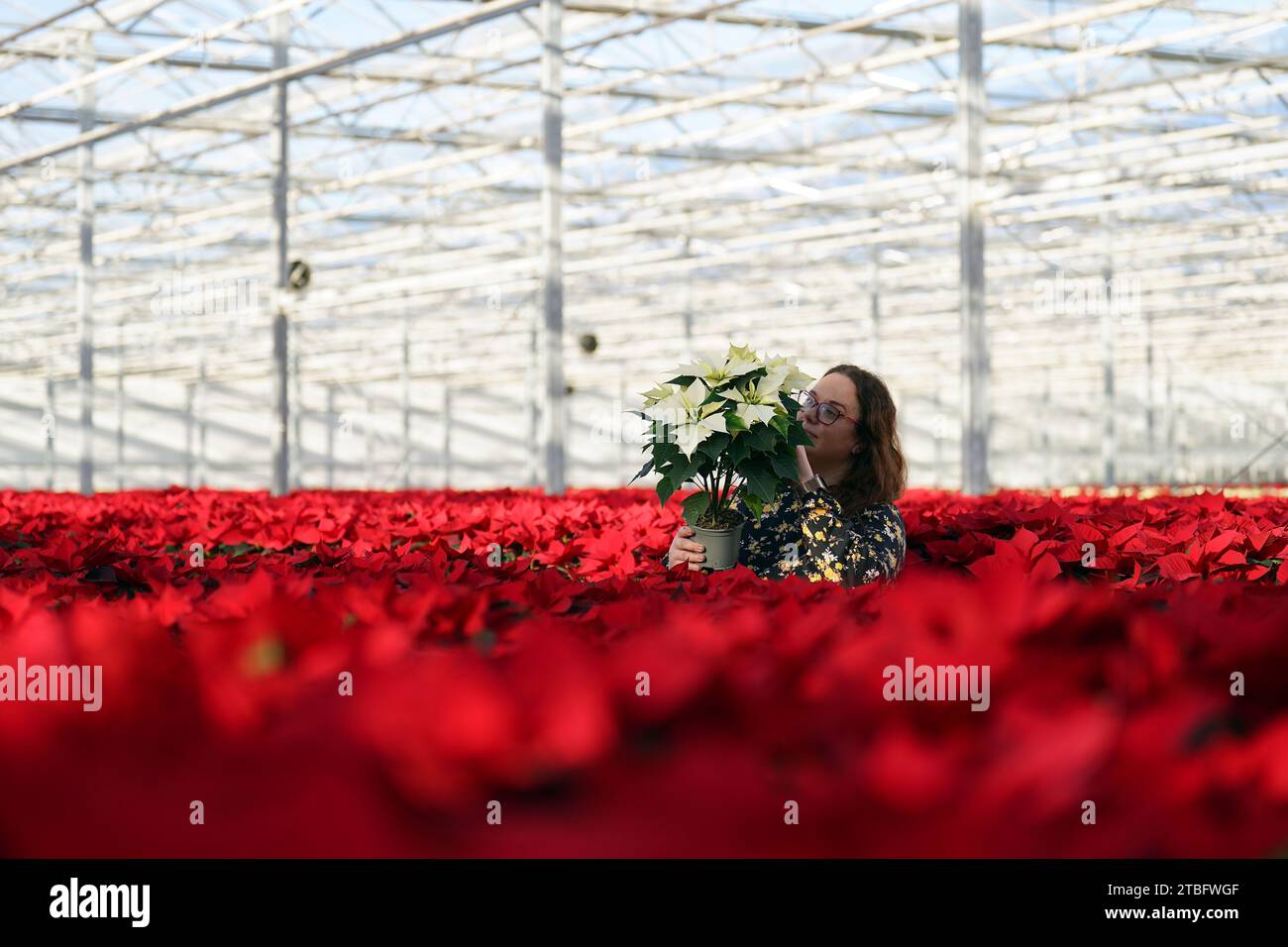 Monika Dratwicka ispeziona una nuova poinsettia bianca dell'Alaska in un mare di puntette rosse tradizionali al Bridge Farm Group di Spalding, Lincolnshire, dove viene coltivata la varietà più rara della popolare pianta natalizia per la catena di supermercati Tesco. Bridge Farm Group è uno dei maggiori coltivatori di poinsettias nel Regno Unito e ora cresce più di un milione all'anno grazie alla loro crescente popolarità. Data foto: Mercoledì 6 dicembre 2023. Foto Stock