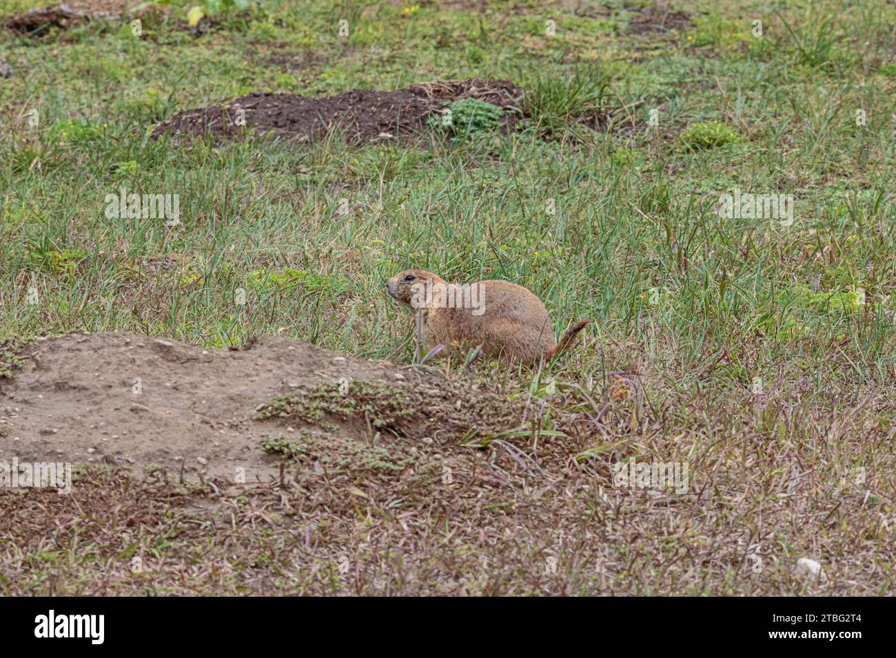 Prairie che corre sopra la prateria vicino alla strada nel Custer State Park, South Dakota. Concentrazione selettiva sull'animale Foto Stock